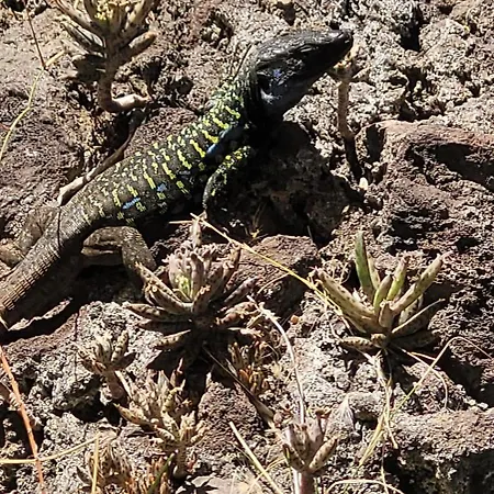 Terrazas De Anaga Natural House *