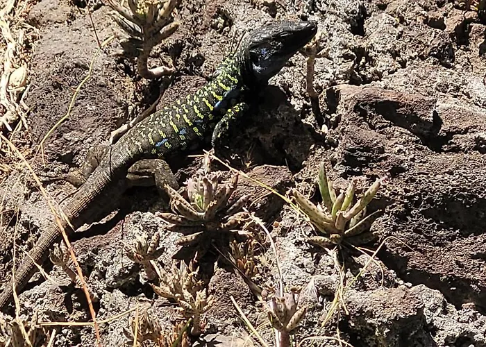 Terrazas De Anaga Natural House *