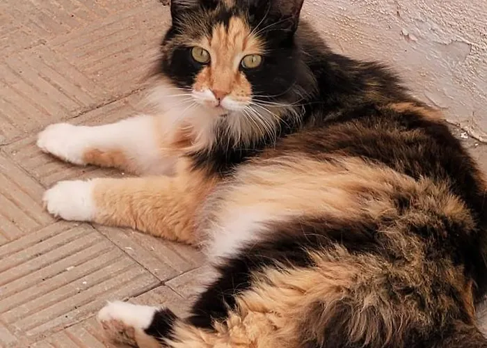 Terrazas De Anaga Natural House Apartamento