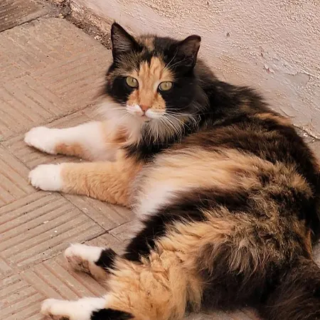 Terrazas De Anaga Natural House Lägenhet